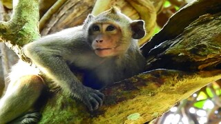 Oops! Just Wonder​ Why Have Water In The Tree, Awesome Monkey Found Water Can Drink At High Tree