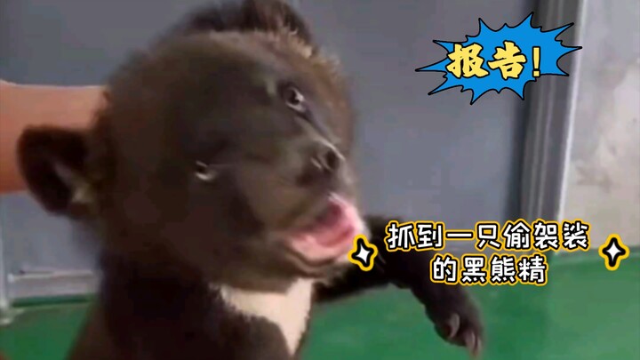 Da Fu: You’re picking on the bear, huh! I’m going to tell my mom!