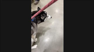 HUSKY POOPS INSIDE A STORE!!! #shorts