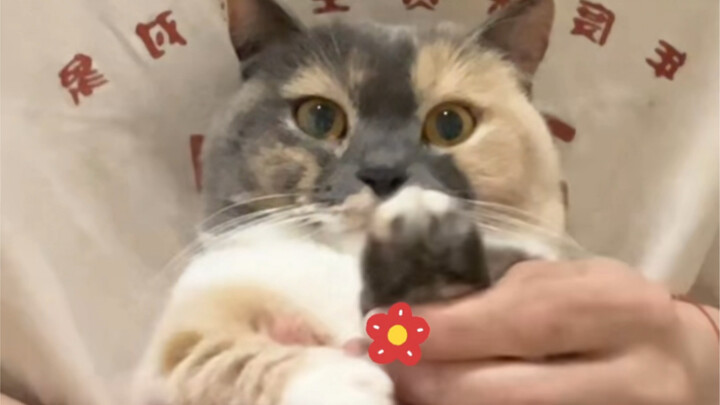 Kucing kecil Xiao Mei datang untuk memberi dukungan!