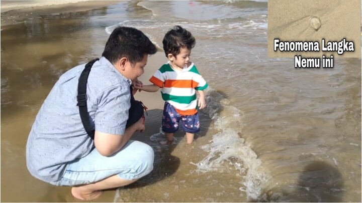 Penomena Langka!! Nemu hewan laut di pantai Balikpapan 😲