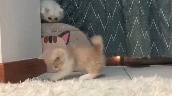 “เชิญแท็กสาวน่ารักที่สุดในโลกมาดูหน่อยสิ” #ตามหาเธอท่ามกลางทะเลหมอก