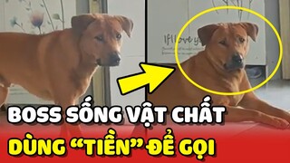 Chú chó SỐNG VẬT CHẤT phải dùng TIỀN mới gọi được 😂 | Yêu Lu