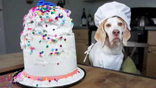 Chef Dog Bakes Cake สุนัขตลก Maymo