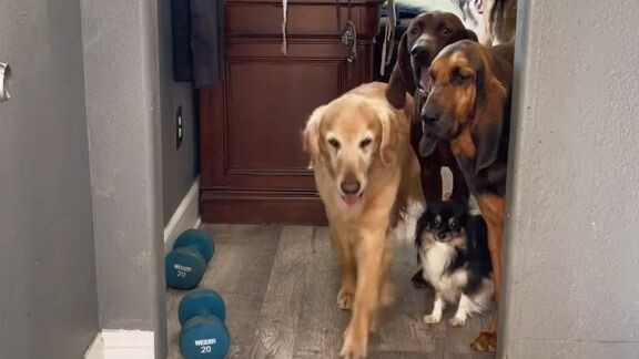 dogs names