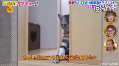 Hahaha, I’m totally melted by this Japanese kitty’s adorable begging-for-food pose!