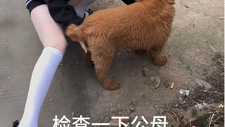 手动检查性别