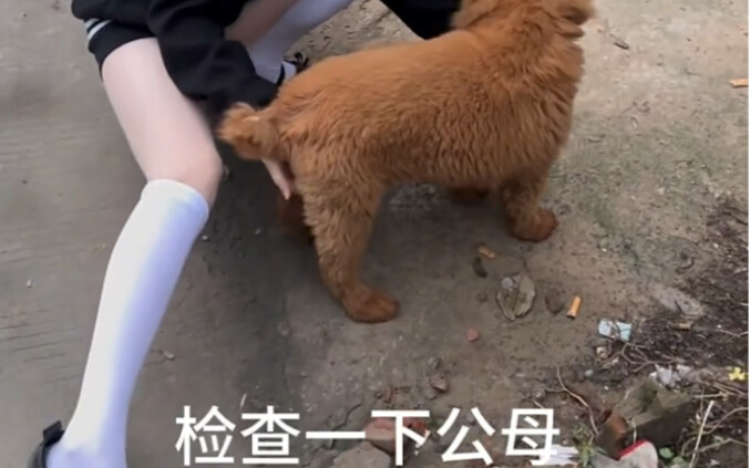 手动检查性别