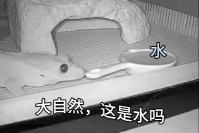 睫角：在大自然里生存从来不容易