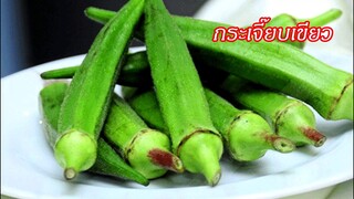 เผย! กระเจี๊ยบเขียว พิชิตสารพัดโรค !