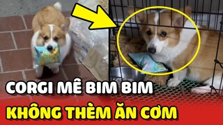 Thanh niên CORGI mê BIM BIM nhất quả đất, không thèm CƠM SEN NẤU 😂 | Yêu Lu