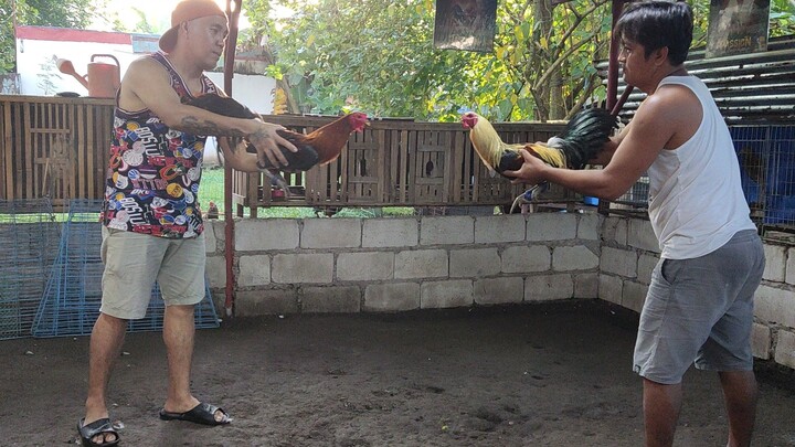 Last Spar ng ating Hatch Gray over Blues Winner pwede na ulit ilaban...