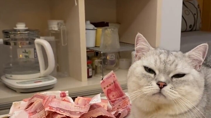 Tôi đã dùng một con mèo để tìm tiền riêng và tìm thấy...