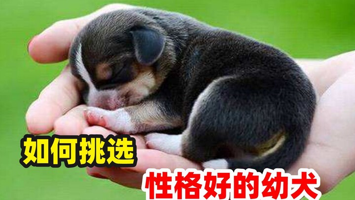 How to Pick a Well-Adjusted Puppy