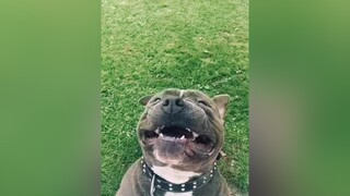 Hãy xem biểu cảm của em ấy khi ăn chanh??? pet thucung dog giaitri xuhuong fyp KhoeDepDonTet Hello2022