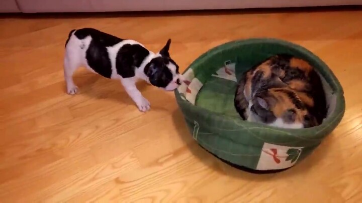 Anjing yang Mencoba Memerebutkan Tempat Tidur