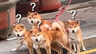 《动物迷惑行为大赏❽❾》