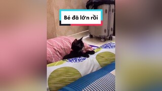 Nhóc nhỏ đã lớn khôn mèo meow meocute Nguyenhoanghaidang catvideo meonhocnho cat lovepet catsoftiktok meohoang