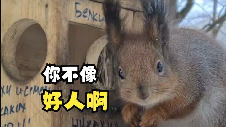 A starving little squirrel in winter!