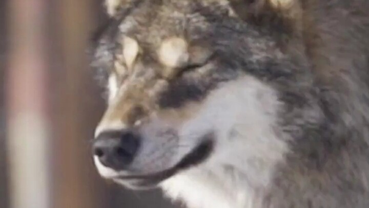 Mẫu người lý tưởng dần dần không còn giống con người nữa.