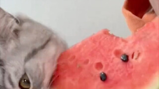 رد فعل القط عندما يأكل البطيخ للمرة الأولى