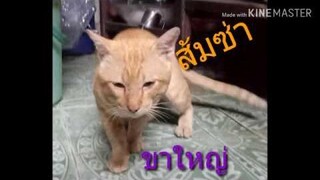 ส้มซ่าขาใหญ่/Stray cat (แมวจร)