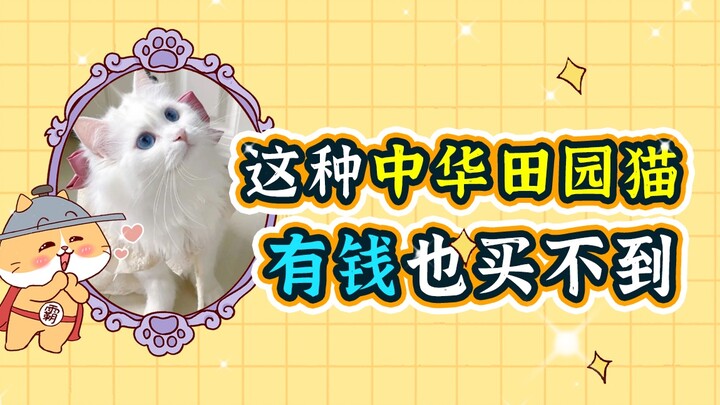 Is the Chinese native cat being treated as a budget alternative to the Ragdoll? Sorry, it’s beautifu