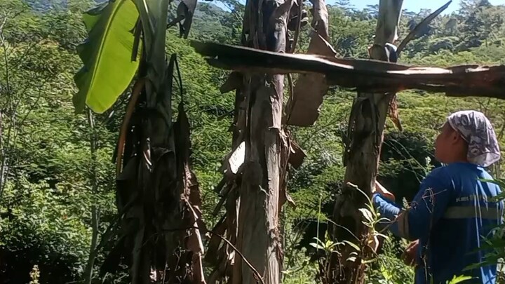 harvest time🥰🥰🥰