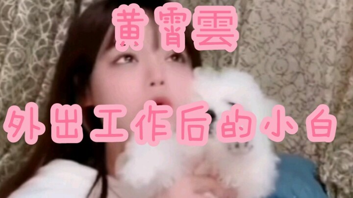 Sau khi Hoàng Tiêu Vân không ở nhà, Tiểu Bạch mới nhận ra tầm quan trọng của bánh mì.