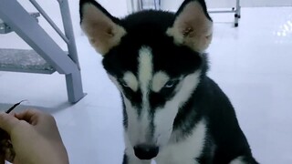 Husky a ngáo và chùm nho || Husky a ngao and bunch of grapes #husky #ngáohusky #dogs #yeuchomeo