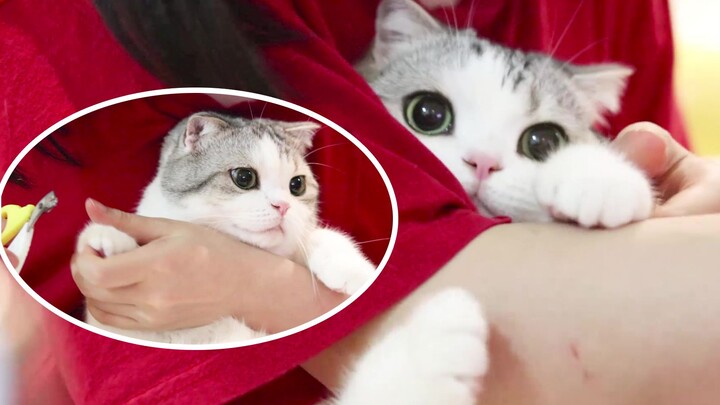Cắt móng cho mèo, mèo ôm chặt cánh tay chủ nũng nịu làm nũng – ai mà chịu nổi chứ!
