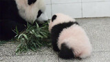 Bayi Panda: Main Sendiri Saat Ibuku Tidur