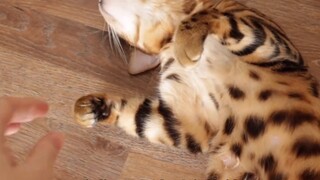 Saya menyesal membiarkan kucing itu mempunyai anak kucing