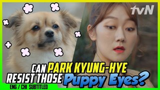 Can Park Kyunghye Resist Those Puppy Eyes? ♥♥ (ENG/CHI SUB) | Miss Lee [#tvNDigital]