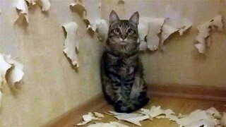 Rebel Pets! Funny Dogs & Cats That Will Make Your Day Better 😂🐶