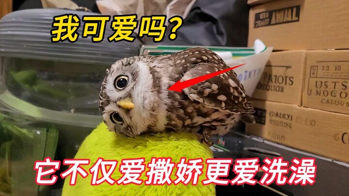 Anh chàng đã cứu một chú cú mèo bị bỏ rơi; nó không chỉ đáng yêu, quấn quýt mà còn rất thích tắm