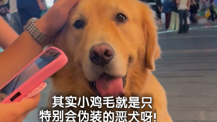 Thực ra Tiểu Kê Mao chỉ là một con chó dữ biết ngụy trang siêu giỏi mà thôi!