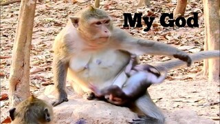 My God! Baby Monkey Nearly Fall On Ground Because Mummy Make Wrong, Leyla and Lucas Monkey