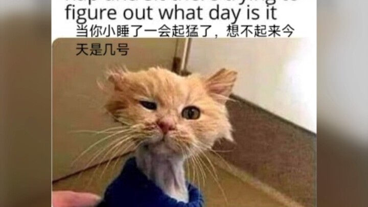 Loạt tranh vui nhộn hài hước 001 – Bản dịch tranh meme