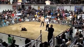 Jb Kelso vs Voltes V1 3 cock Derby PCCA
