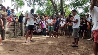 naka isang tuka lang si talisay (draw)