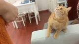 [Animals] Kucing oranye yang suka bertengkar dengan pacar
