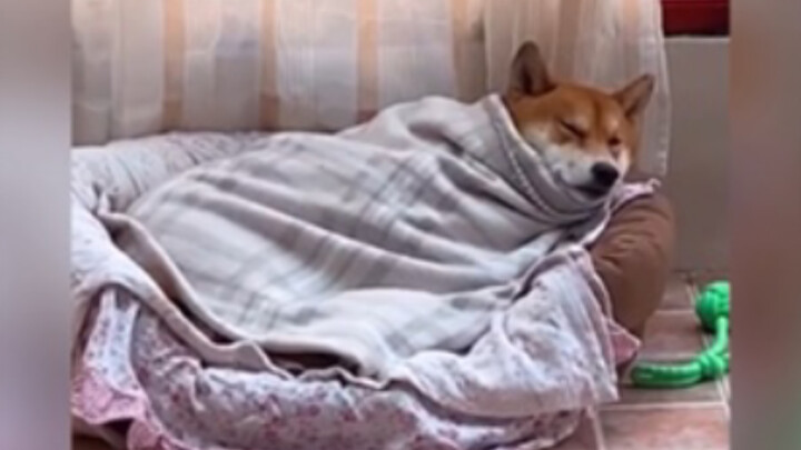 [Animals]Lazy animals at home