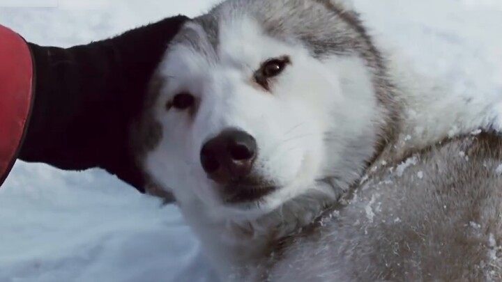 [Bo Xiao] Setelah memasuki Haitang, saya terpaksa jatuh cinta 21 Joy | Hewan peliharaan manis | HE |