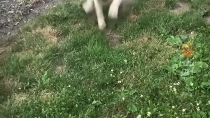 Try not to laugh 1