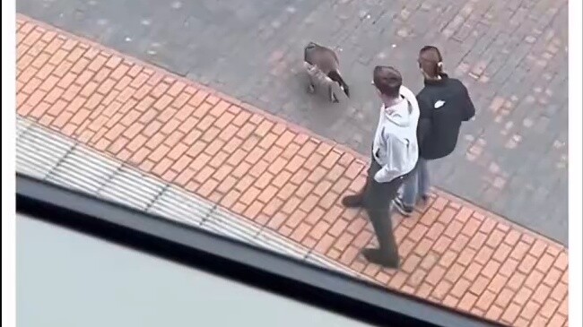 หลังจากช่วยห่านช่วยลูกของมันแล้ว ฉันได้รับคำตอบที่ไม่คาดคิด...