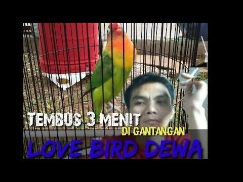 Love bird dewa tembus 3 menit di gantangan punya Mr.wandi