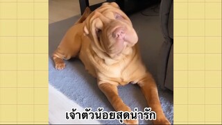 เพื่อนตัวน้อย สัตว์เลี้ยงแสนซน : เจ้าตัวน้อยสุดน่ารัก