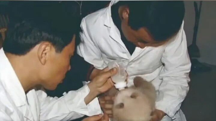 عالم الباندا له "الشخص الملفت" الخاص به!