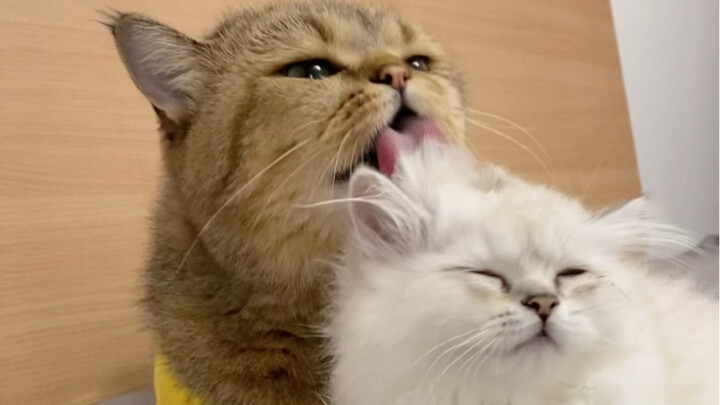 Fatherly love is as towering as a mountain, suffocating Miao!